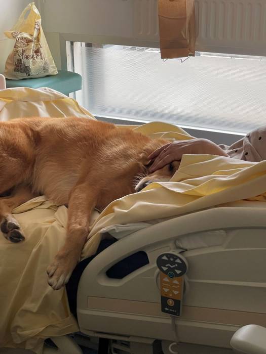 médiation canine