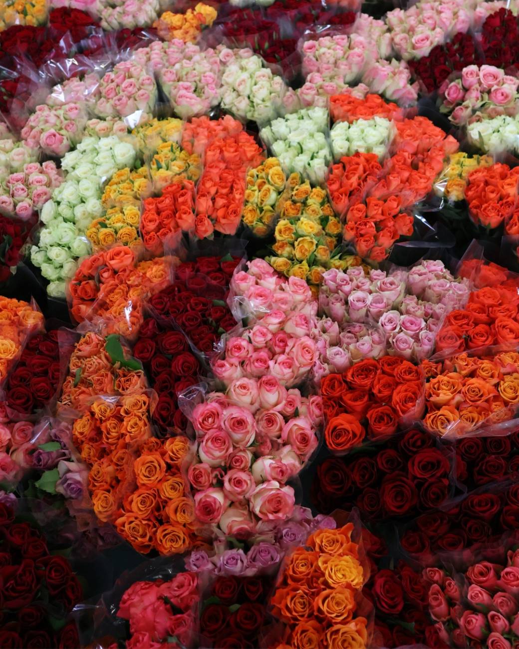 Une rose un espoir 