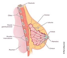 anatomie du sein