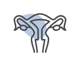 uterus